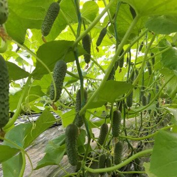 Огірок Елітор F1 /50 насінин/ *Nunhems Zaden*