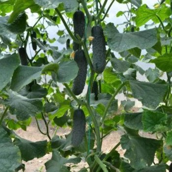 Огірок Пікскор F1 /50 насінин/ *Nunhems Zaden*