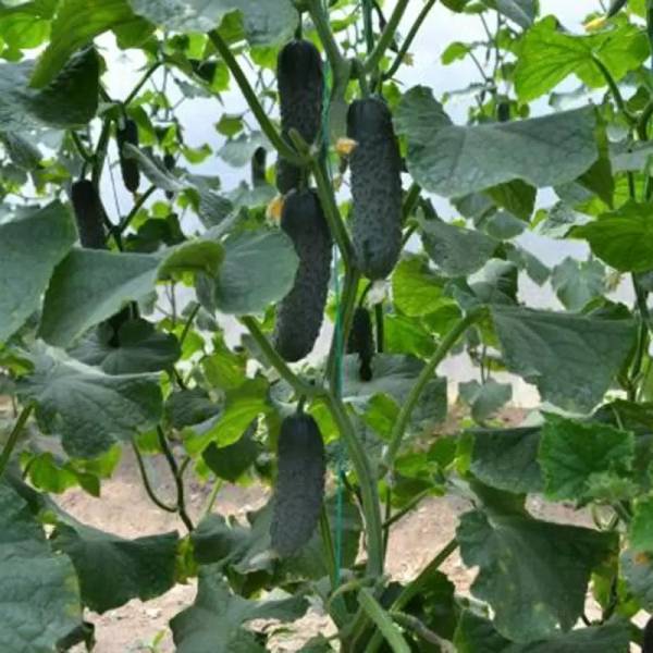 Насіння огірка Пікскор F1 /50 насінин/ *Nunhems Zaden*