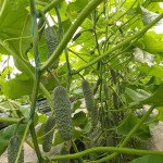 Огурец Стентор F1 /50 семян/ *Nunhems Zaden*