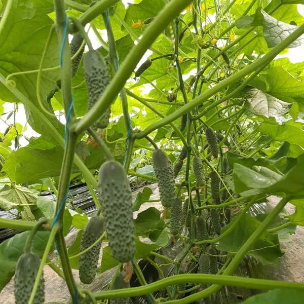 Насіння огірка Стентор F1 /50 насінин/ *Nunhems Zaden*