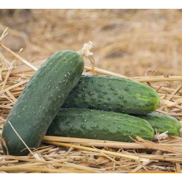 Семена огурца Антисипатор F1 /50 семян/ *Nunhems Zaden*