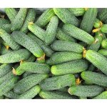 Огірок Аякс F1 /50 насінин/ *Nunhems Zaden*