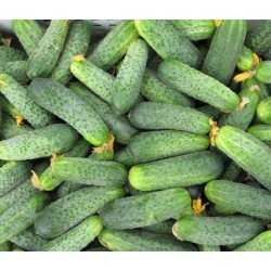 Огурец Аякс F1 /50 семян/ *Nunhems Zaden*