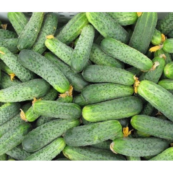 Насіння огірка Аякс F1 /50 насінин/ *Nunhems Zaden*