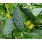 Огірок Кріспіна F1 /50 насінин/ *Nunhems Zaden*