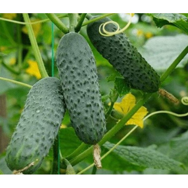 Насіння огірка Кріспіна F1 /50 насінин/ *Nunhems Zaden*