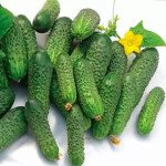 Огурец Нейлина F1 /50 семян/ *Nunhems Zaden*