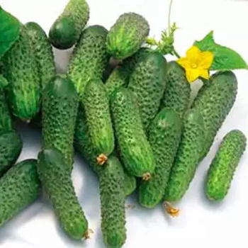 Огурец Нейлина F1 /50 семян/ *Nunhems Zaden*