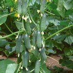 Огірок Платіна F1 /50 насінин/ *Nunhems Zaden*