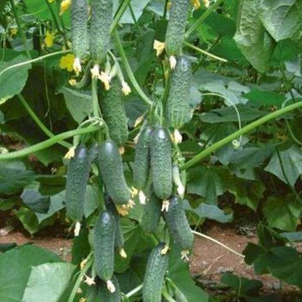 Семена огурца Платина F1 /50 семян/ *Nunhems Zaden*