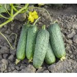Огірок Пролікс F1 /50 насінин/ *Nunhems Zaden*