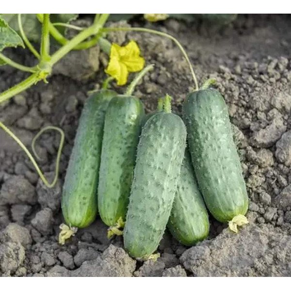 Насіння огірка Пролікс F1 /50 насінин/ *Nunhems Zaden*