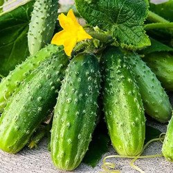 Огірок Циркон F1 /50 насінин/ *Nunhems Zaden*
