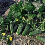 Огурец Жоэлина F1 /50 семян/ *Nunhems Zaden*