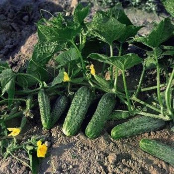 Огірок Жоеліна F1 /50 насінин/ *Nunhems Zaden*