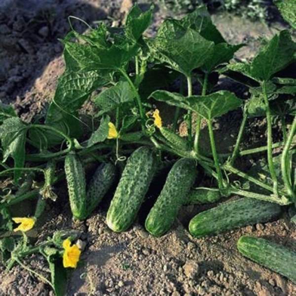 Насіння огірка Жоеліна F1 /50 насінин/ *Nunhems Zaden