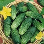 Огурец Октопус F1 /50 семян/ *Syngenta*