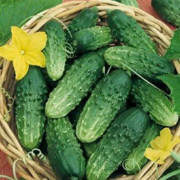 Огурец Октопус F1 /50 семян/ *Syngenta*