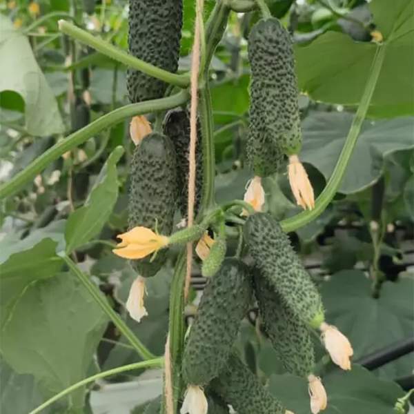 Насіння огірка Альшани F1 /50 насінин/ *Bejo Zaden*