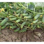 Огурец Диез F1 /50 семян/ *Rijk Zwaan*