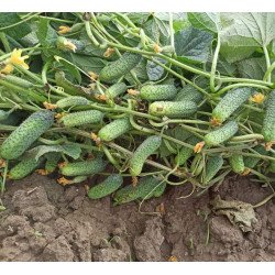 Огурец Диез F1 /50 семян/ *Rijk Zwaan*