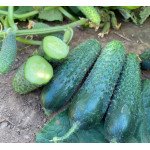 Огірок Рубінштейн F1 /50 насінин/ *Rijk Zwaan*