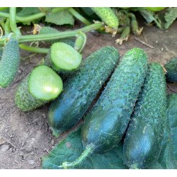 Огурец Рубинштейн F1 /50 семян/ *Rijk Zwaan*