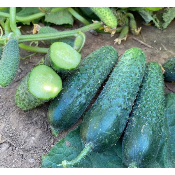 Насіння огірка Рубінштейн F1 /50 насінин/ *Rijk Zwaan*