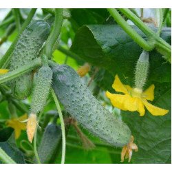 Огурец Шакти F1 /50 семян/ *Rijk Zwaan*