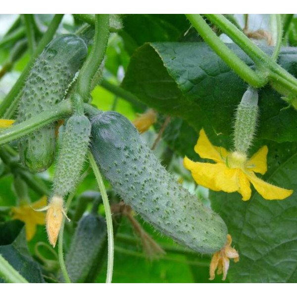 Насіння огірка Шакті F1 /50 насінин/ *Rijk Zwaan*