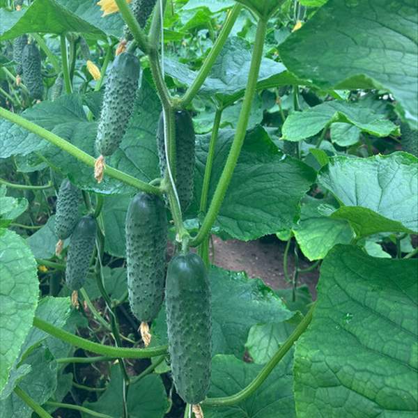 Насіння огірка Ельвінара F1 /50 насінин/ *Rijk Zwaan*