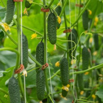 Огурец Илонара F1 /50 семян/ *Rijk Zwaan*