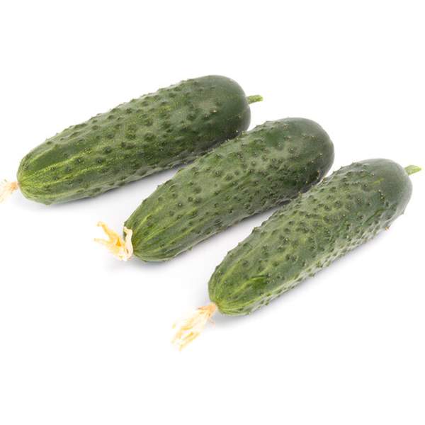 Насіння огірка Кантара F1 /50 насінин/ *Rijk Zwaan*