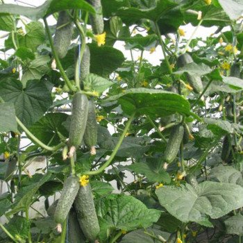 Огірок Ленара F1 /50 насінин/ *Rijk Zwaan*