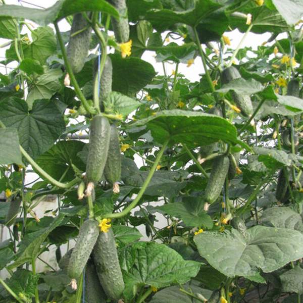 Насіння огірка Ленара F1 /50 насінин/ *Rijk Zwaan*