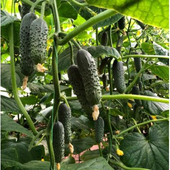 Огірок Ромара F1 /50 насінин/ *Rijk Zwaan*