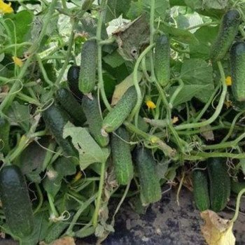 Огурец Маринда F1 /50 семян/ *Seminis*