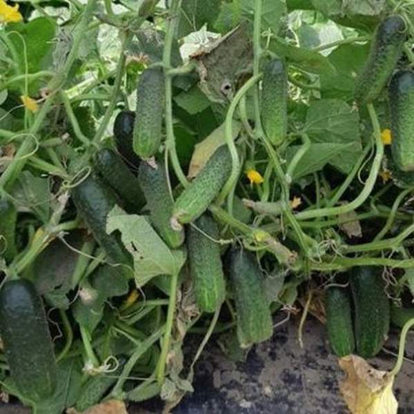 Насіння огірка Марінда F1 /50 насінин/ *Seminis*