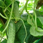 Огірок Маша F1 /50 насінин/ *Seminis*