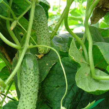 Огурец Маша F1 /50 семян/ *Seminis*