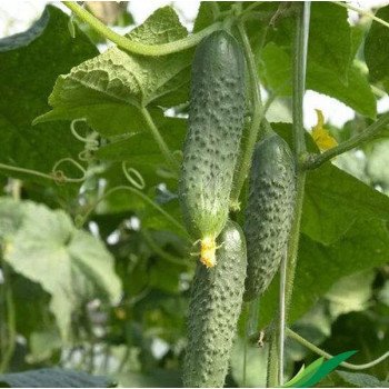Огурец Меренга F1 /50 семян/ *Seminis*