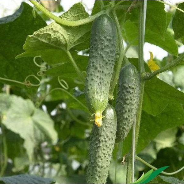 Насіння огірка Меренга F1 /50 насінин/ *Seminis*
