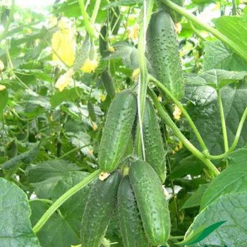 Огурец Мирабелл F1 /50 семян/ *Seminis*