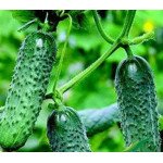 Огірок Монісія F1 /50 насінин/ *Seminis*