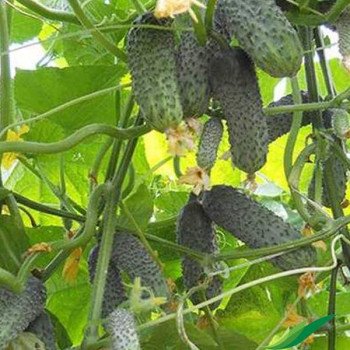 Огірок SV 4097 CV F1 /50 насінин/ *Seminis*