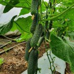 Огурец Мадейра F1 /50 семян/ *Seminis*