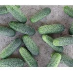 Огурец Надежда F1 /50 семян/ *Seminis*