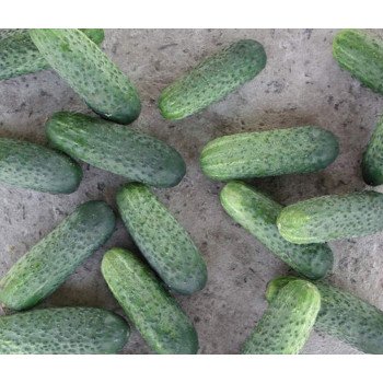 Огірок Надежда F1 /50 насінин/ *Seminis*