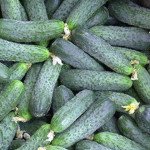 Огірок Наташа F1 /50 насінин/ *Seminis*